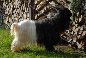 Zuchtbock Aaron - zum vergr&ouml;&szlig;ern klicken