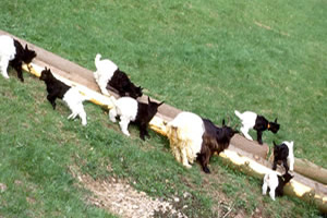Holzrutsche- zum vergrößern klicken