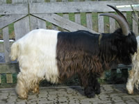 Carlos - zum vergr&ouml;&szlig;ern klicken