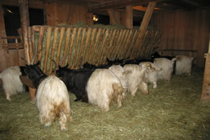 Fütterung1 - zum vergr&ouml;&szlig;ern klicken 