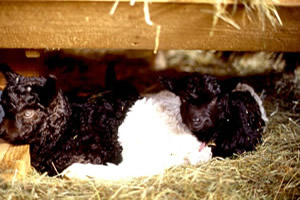 Kitze1 - zum vergr��ern klicken