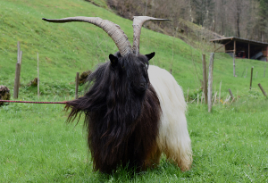 Zuchtbock Cupido - zum vergr&ouml;&szlig;ern klicken