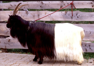 Mira (2005) 6 Jahre alt- zum vergrößern klicken