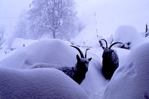 Hof im Winter - zum vergrößern klicken