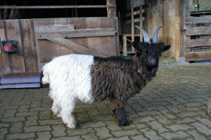 Tomsle geb. 09.03.2004 - zum vergr&ouml;&szlig;ern klicken