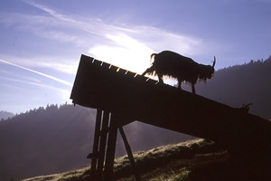 Unterstand2 - zum vergrößern klicken