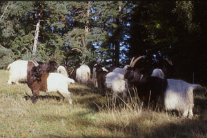 Weide1 - zum vergr&ouml;&szlig;ern klicken 
