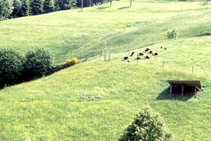 Weide3 - zum vergr&ouml;&szlig;ern klicken 