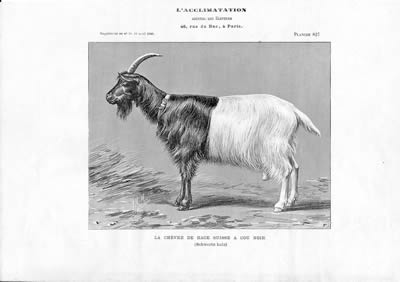 Ziege (1905) - zum vergrößern klicken